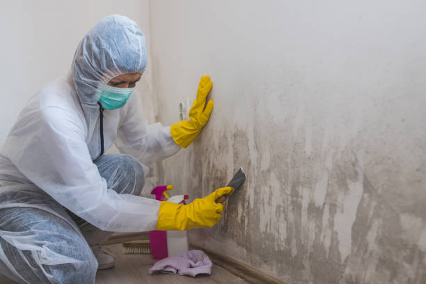 Best Fast Mold Removal  in Burgaw, NC