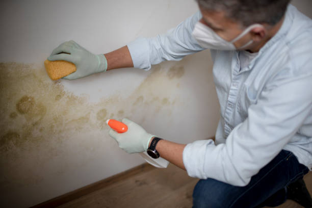 Best Black Mold Removal  in Burgaw, NC