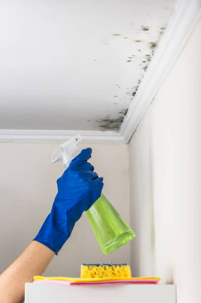 Best Mold Testing  in Burgaw, NC